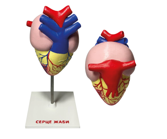 Набір моделей “Серце хребетних” 