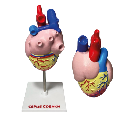 Набір моделей “Серце хребетних” 