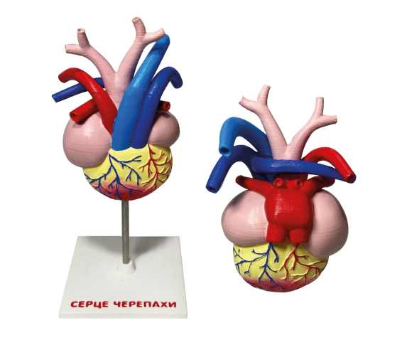 Набір моделей “Серце хребетних” 