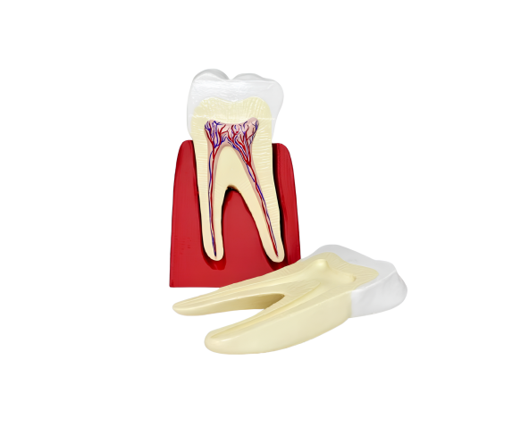 Обʼємна модель. Будова зуба людини (корінний)