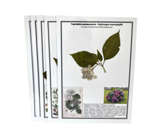 Гербарій «Культурні рослини»