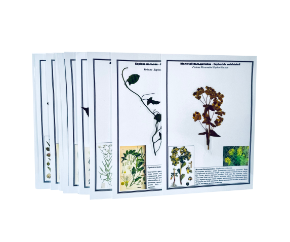Гербарій "Отруйні рослини"