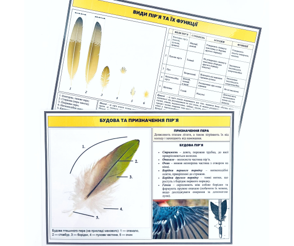 Колекція «Різноманітність пір’я»