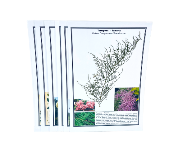 Гербарій «Рослини природних зон світу»