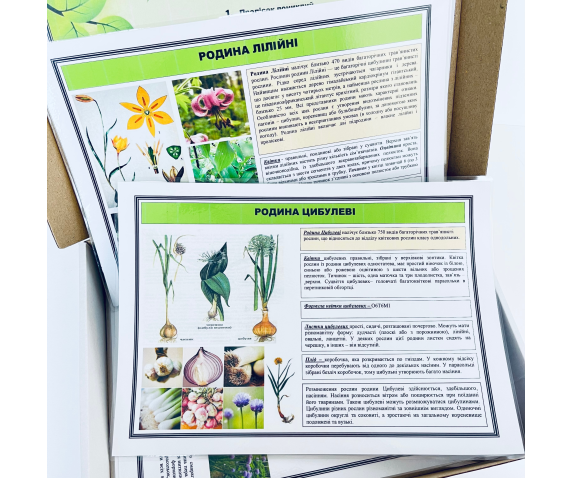 Гербарій «Лілійні та Цибулеві»