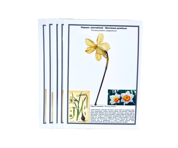 Гербарій «Лілійні та Цибулеві»