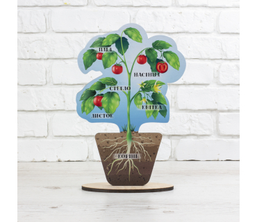 Модель "Будова рослини"