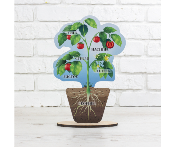 Модель "Будова рослини"