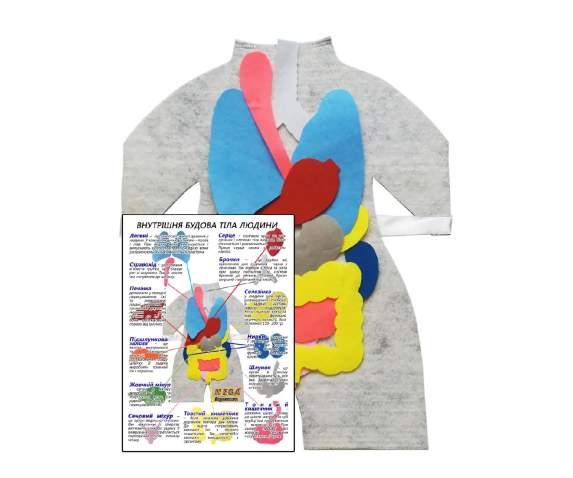 Модель-фартух, що відображає внутрішню будову тіла людини