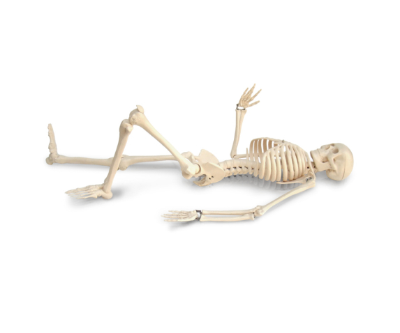 Обʼємна модель. Скелет людини 85 см