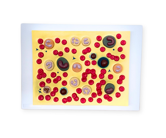 Обʼємна модель. Клітина крові людини