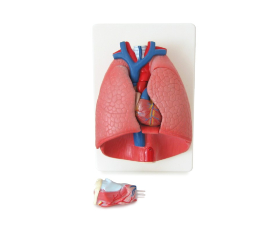 Обʼємна модель. Легені з бронхіальним деревом, судинами, плеврою тип 2