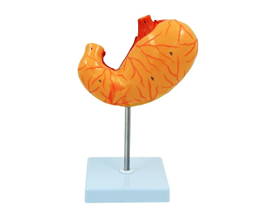 Обʼємна модель. Шлунок людини тип 1