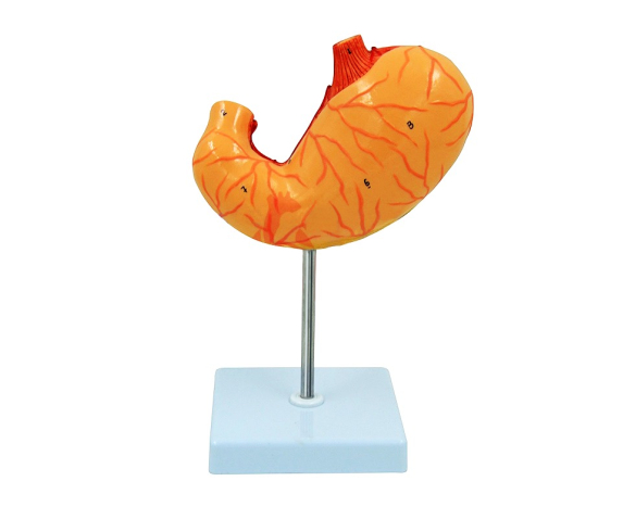 Обʼємна модель. Шлунок людини тип 1