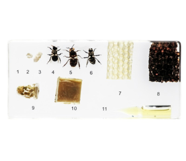 Препарат в прозорій ємкості. Розвиток медонос...