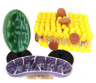 Обʼємна модель. Органоїди клітини тип 1