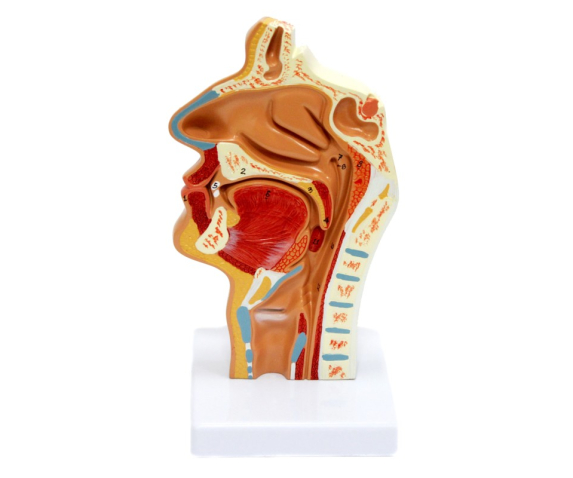 Обʼємна модель. Носоглотка людини тип 2