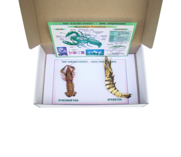 Колекція «Ракоподібні»