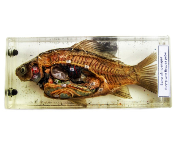 Препарат в прозорій ємкості. Розвиток кісткової риби