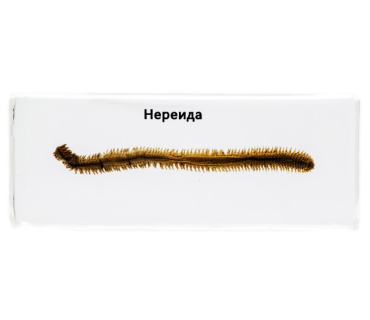 Препарат в прозорій ємкості. Нереїда