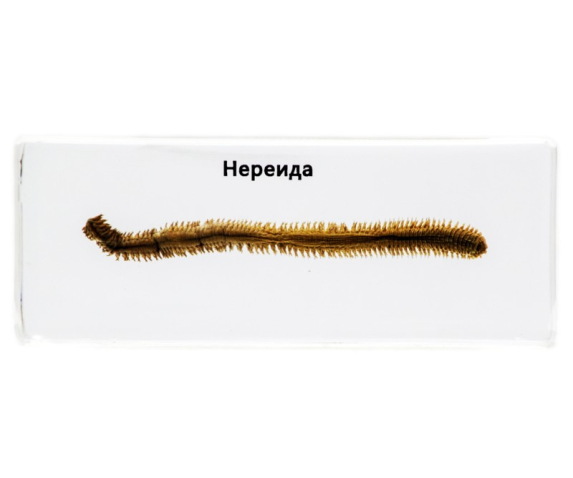 Препарат в прозорій ємкості. Нереїда