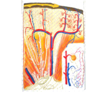 Барельєфна модель. Будова нирки людини тип 1