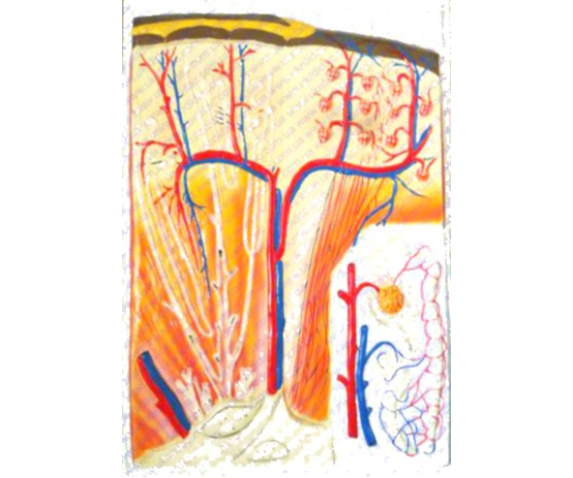 Барельєфна модель. Будова нирки людини тип 1