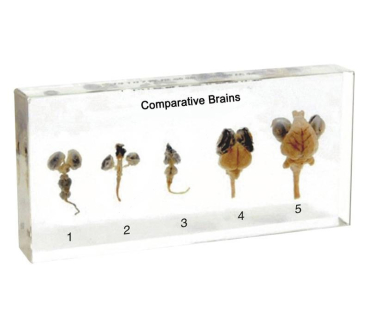 Препарат в прозорій ємкості. Мозок 5-ти типів...