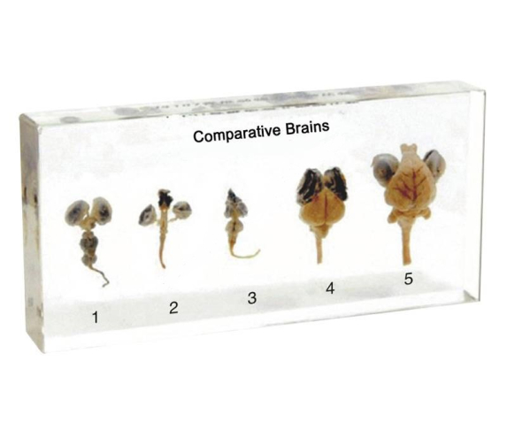 Препарат в прозорій ємкості. Мозок 5-ти типів