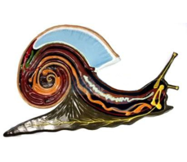 Барельєфна модель. Будова слимака тип 1