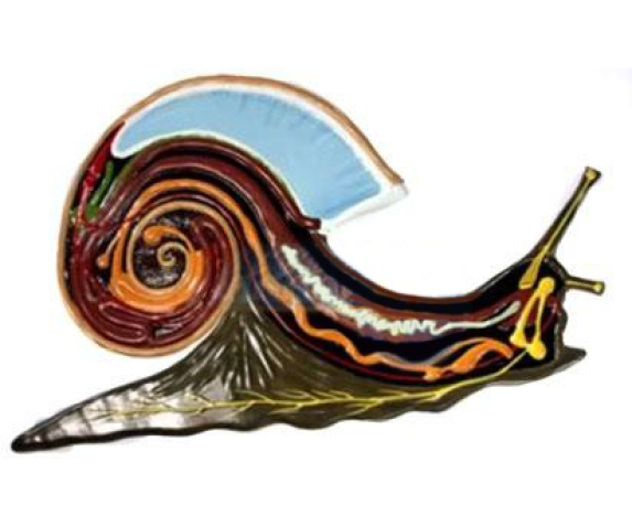 Барельєфна модель. Будова слимака тип 1