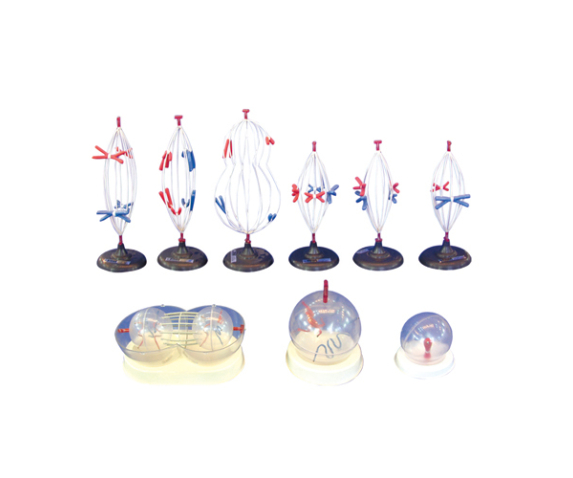 Обʼємна модель. Схема мітозу і мейозу тип 1