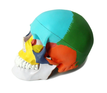 Обʼємна модель. Череп людини з розфарбованими...