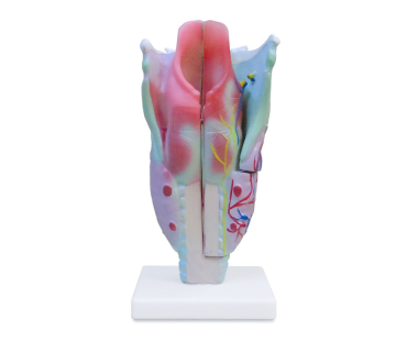 Обʼємна модель. Гортань людини тип 2