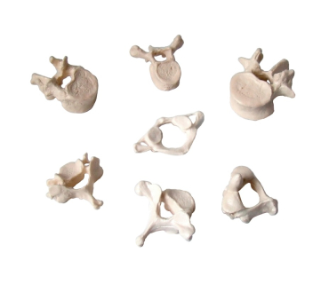 Обʼємна модель. Хребці людини тип 2