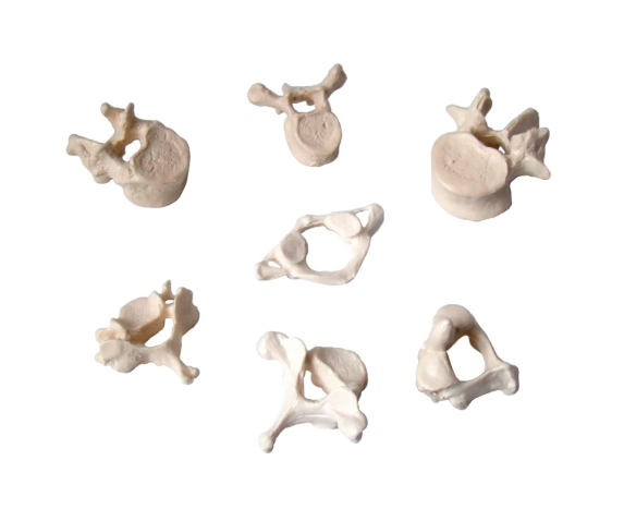 Обʼємна модель. Хребці людини тип 2