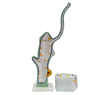 Обʼємна модель. Гідра тип 2