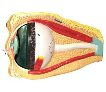 Барельєфна модель. Будова ока людини тип 1