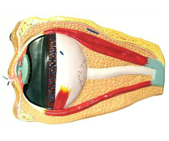 Барельєфна модель. Будова ока людини тип 1