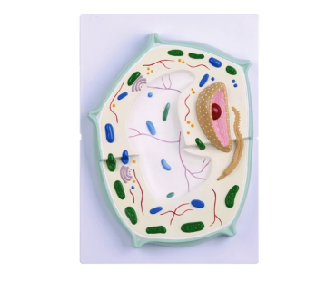 Обʼємна модель. Клітина рослинна тип 1