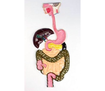 Барельєфна модель. Будова травної системи люд...