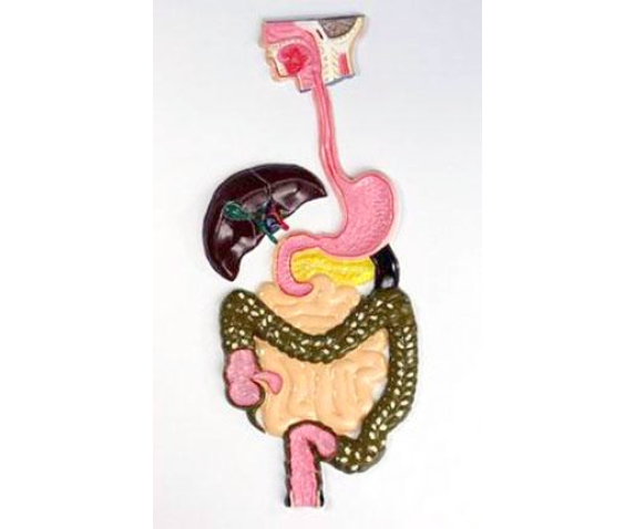Барельєфна модель. Будова травної системи людини тип 1
