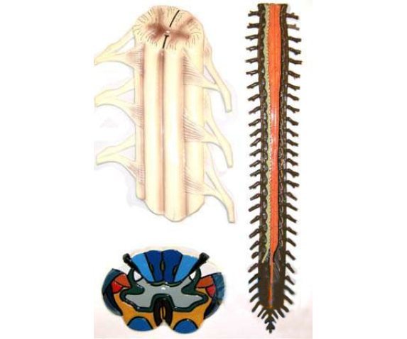 Барельєфна модель. Будова спинного мозку людини тип 1