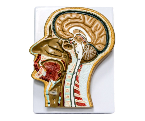 Барельєфна модель. Голова людини (сагітальний розріз) тип 1