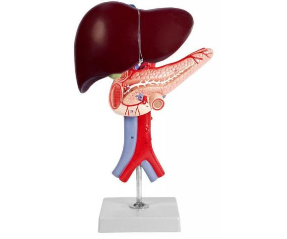 Обʼємна модель. Печінка людини