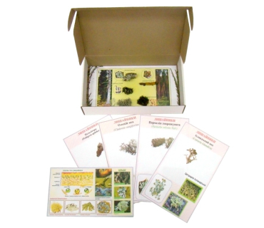 Гербарій. Лишайники