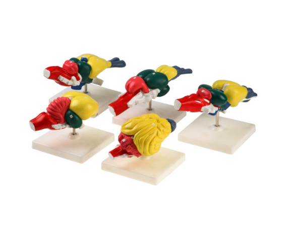 Обʼємна модель. Мозок хребетних тварин тип 2