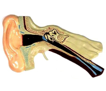 Барельєфна модель. Будова вуха людини тип 1