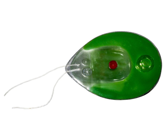 Обʼємна модель. Хламідомонада тип 1