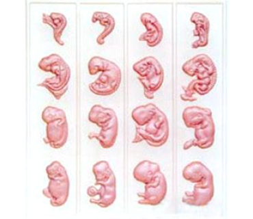 Барельєфна модель. Ембріональний розвиток люд...